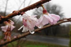 Wundersch&ouml;ner Sp&auml;tbl&uuml;her