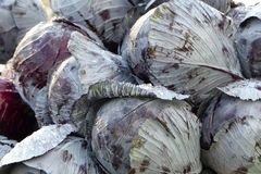 Obst schl&auml;gt Gem&uuml;se!