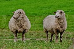 Erst m&auml;hen oder erst vertikutieren?