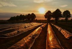 Spargel-Check: Sind die B&ouml;den schon warm genug?